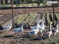 Geese — الصورة 4