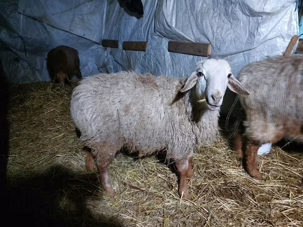 Қошқар, Arashan sheep