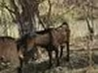 عنزة, Alpine goat — الصورة 8