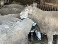 公羊, Sheep — 照片 3