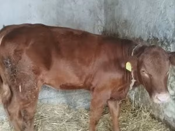 Kuh, Limousin-Kuh — Ungarn