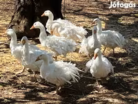 Geese — Foto 5
