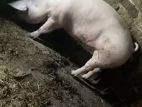 Sow, Pigs — photo 1
