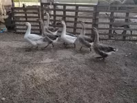 Ducks — الصورة 4