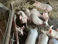 Boar, Pigs — photo 3