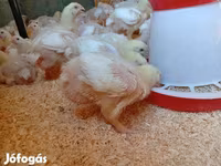 Chickens — الصورة 2