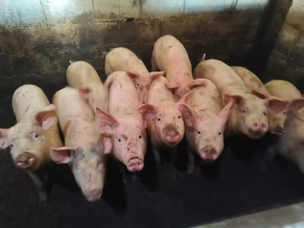 Pigs (batch, sex not specified), Pigs