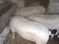 Kan, Sertések — 2. fotó