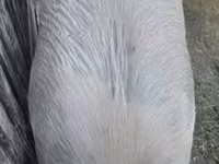 सूअर (लॉट, लिंग निर्दिष्ट नहीं), सूअर — फ़ोटो 2