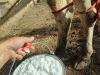 Tehén, Holstein fajta — 6. fotó