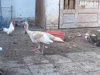 Turkeys — फ़ोटो 2