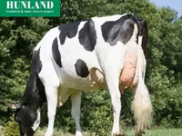 Tehén, Holstein fajta — 5. fotó