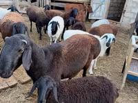 Carnero, Hissar sheep — foto 5