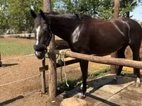 母马, Nonius horse — 照片 1