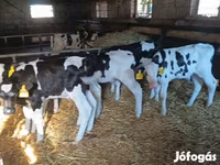 Toro, Russian Black pied cattle — foto 2