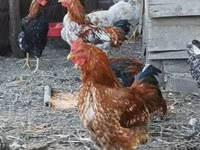 Chickens — फ़ोटो 3