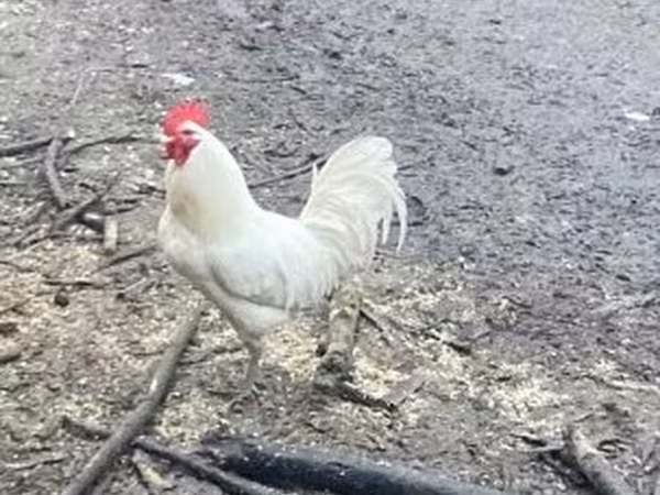 Chickens