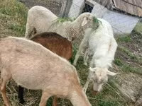 Kos, Merino sheep — 2. fotó
