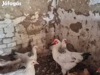 Chickens — 3. fotó
