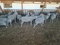 Kos, Merino sheep — 3. fotó