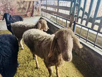 Juh, Arashan sheep — 1. fotó