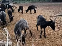 Schaf, Racka sheep — Foto 5