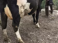 Vaca, Russian Black pied cattle — foto 5