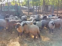 Oveja, Ovejas — foto 3