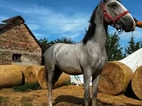 Horse (M), Lipizzaner — photo 1