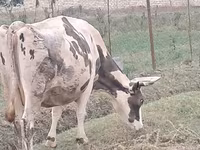 Cow, Russian Black pied cattle — photo 8