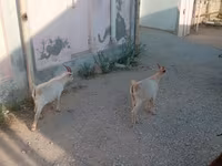 تيس, الماعز — الصورة 6