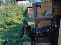 عنزة, Kamori goats — الصورة 2