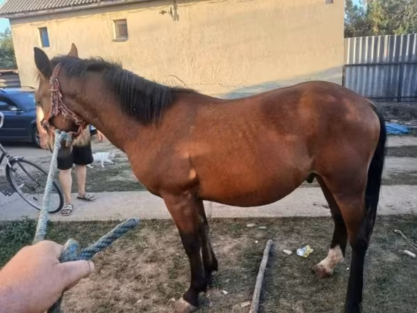 Horse (M), Horses