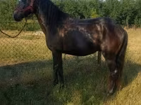 At, Hungarian horse breed — foto 1