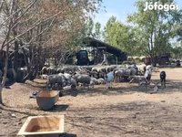 भेड़, भेड़ — फ़ोटो 2