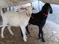 Billy Goat, Nubian Goat — photo 6