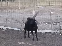公羊, Shetland sheep — 照片 5