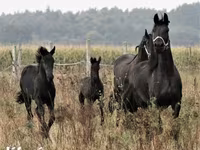 घोड़ा, Dutch warmblood horse — फ़ोटो 6