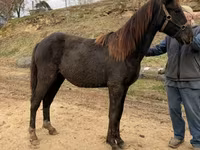 Hing, Black Sea breed — 4. fotó