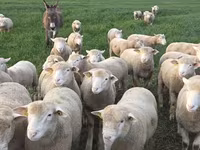Carneiro, Ile-de-France sheep — foto 6