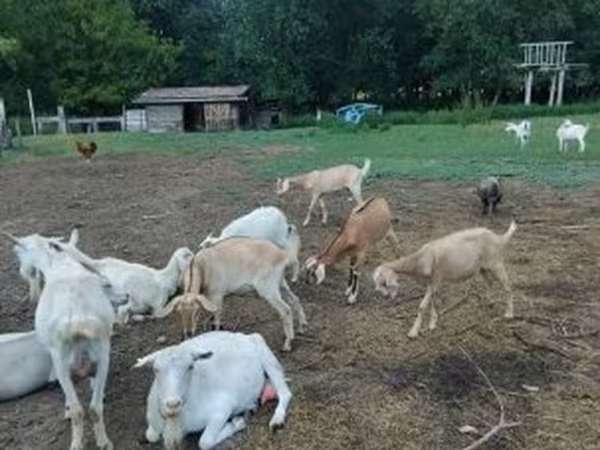 Goat, Goats — Hungary