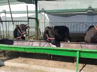 Cattle (batch, sex not specified), Cattle — photo 3