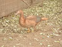 Ducks — 照片 5