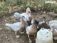 Ducks — Foto 2