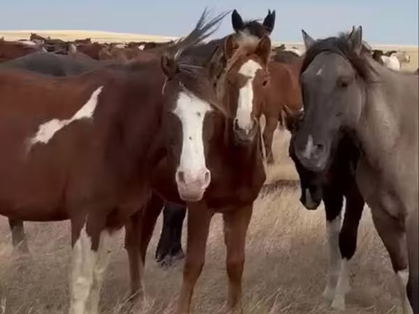 Stute, Horse breed