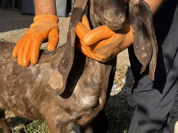 Cabra, Kamori goats