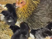 Chickens — photo 3