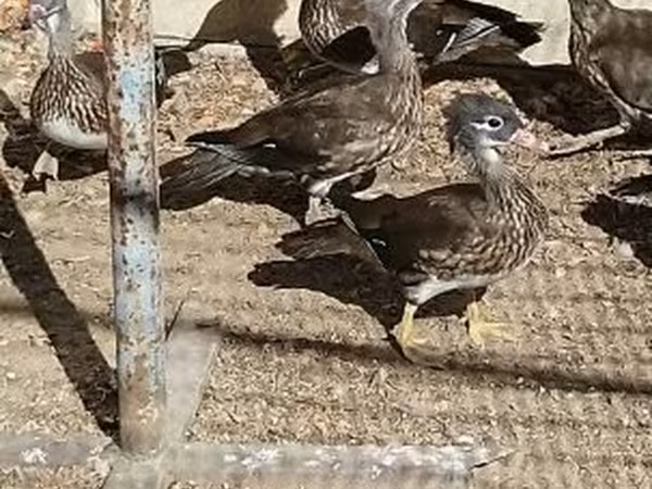 Ducks — Ungarn