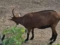 母山羊, Alpine goat — 照片 3