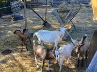 Goat, Goats — photo 2